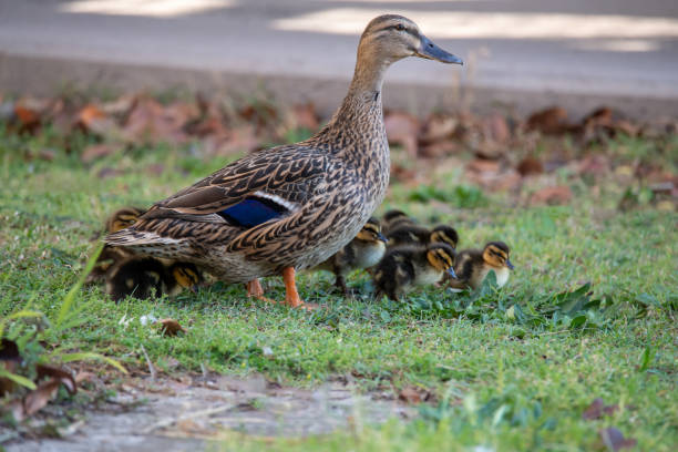 istock Mallard mother duck and ducklings 1341352922