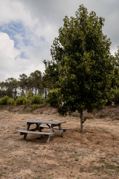istock Set for picnic with old wood table near tree 1341353241