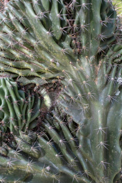 istock Close-up of Opuntia microdasys (angel's-wings, bunny ears cactus, bunny cactus or polka-dot cactus) 1341353948