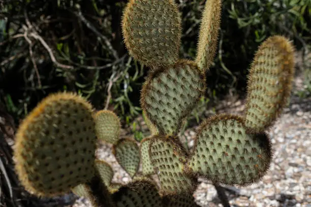 Opuntia microdasys (angel's-wings, bunny ears cactus, bunny cactus or polka-dot cactus)