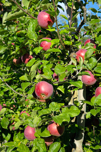 spartan mele in un frutteto di okanagan valley. - spartan apple foto e immagini stock