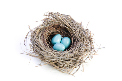Bird's nest with three blue robin eggs
