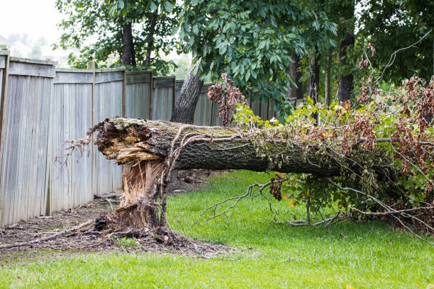 istock Elm tree that fell during storm - hurricane high winds 1341356950