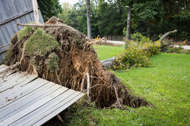 корни дерева, упав во время ураганного шторма и прорвав забор - natural disaster tornado damaged demolished стоковые фото и изображения