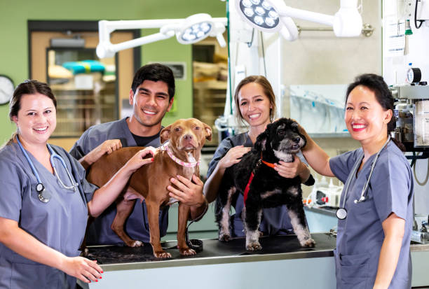 Staff with dogs at animal hospital, smiling at camera stock photo