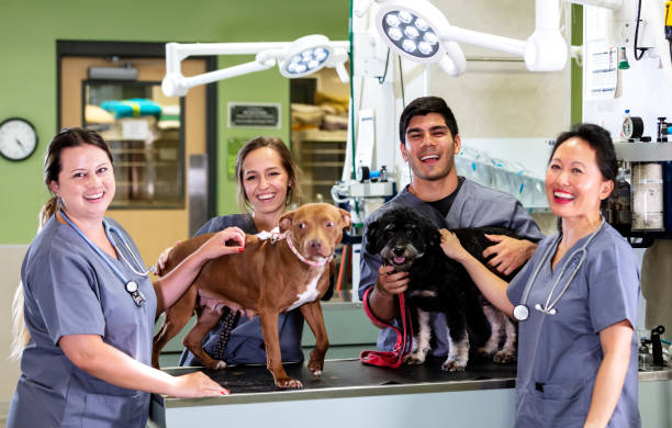 istock Staff with dogs at animal hospital, smiling at camera 1341357607