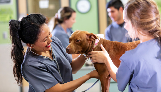 A veterinarian examines a mixed-breed dog standing on an examination table in an animal clinic, using a stethoscope. She is a mature Filipina woman in her 40s. A technician, a young woman in her 20s, is assisting her, holding the dog still. Two other technicians are working in the background. The focus is on the veterinarian and her patient.