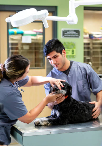 istock Two veterinary technicians examine dog in animal clinic 1341357651