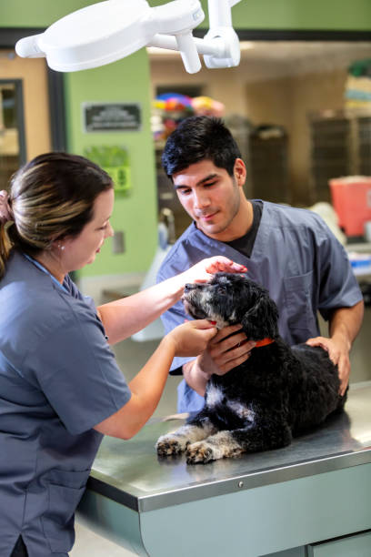 istock Two veterinary technicians examine dog in animal clinic 1341357654