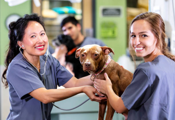 istock Veterinarian, technician, examine dog with stethoscope 1341357666