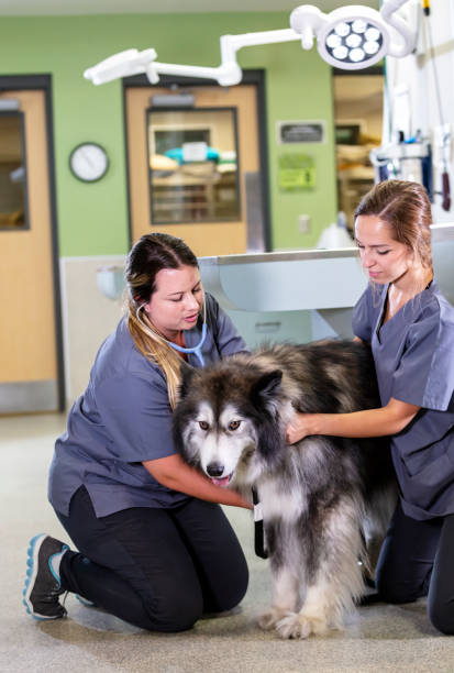 istock Two veterinary technicians examining large dog on floor 1341357689