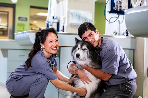 A veterinarian in an animal hospital examining a large mixed-breed dog, kneeling on the floor since the dog is too heavy to lift onto the examination table. She is a mature Filipina woman in her 40s. A technician, a young Hispanic man in his 20s, is assisting her, holding the pet still as she listens to its heart and lungs with her stethoscope. They are smiling at the camera.