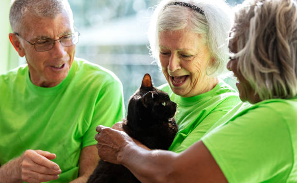istock Three senior volunteers at pet shelter, playing with cat 1341359095