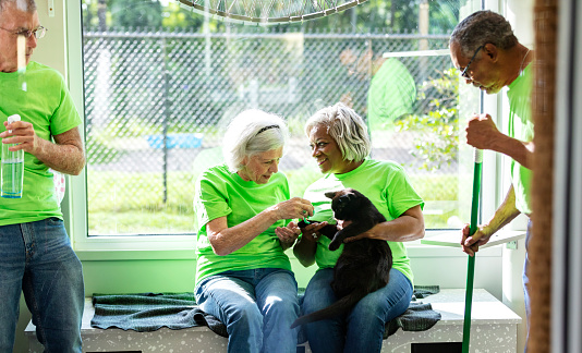 A multiracial group of four seniors volunteering at an animal shelter. They are in one of the meet and greet rooms. The two women are sitting on a bench by a sunny window playing with one of the rescued cats. The two men are cleaning and sweeping the room. The African-American woman is in her 60s and her friends are in their 70s.