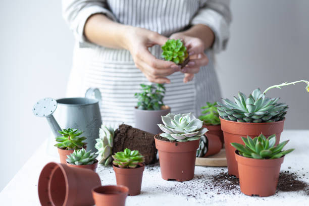 une jeune fille plante de l’écheveria verte succulente. concept de jardinage domestique, plantes d’intérieur, passe-temps, loisirs. jardin de bricolage, cadeau naturel fait à la main. fond blanc, gros plan. - juicy photos et images de collection