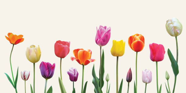 istock Spring flowers tulips arrangement on light background 1341359309