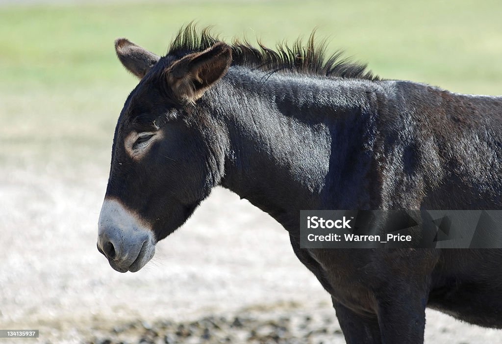 Dozing burro - Foto de stock de Aire libre libre de derechos