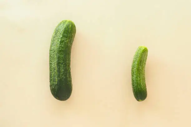 two green cucumbers on a beige background. concept of different sizes of male penis.