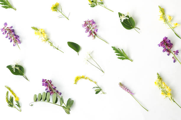 istock summer background pattern of wildflowers on a white background 1341360511