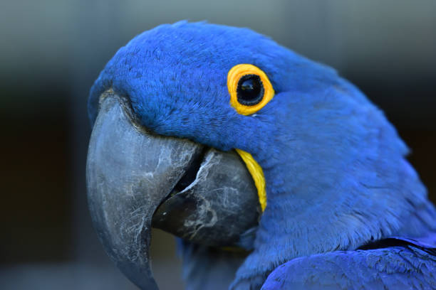 istock Blue Macaw Idaho Falls Zoo 1341361028