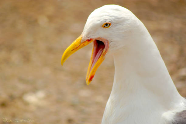 istock An angry seagull cries out while fighting for food on the ground. 1341361125