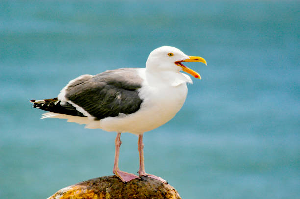 A seagull sitting on a pier piling by the ocean. stock photo