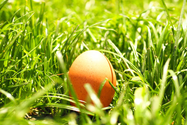 istock chicken brown egg on green grass on a sunny day. copy space. 1341361157