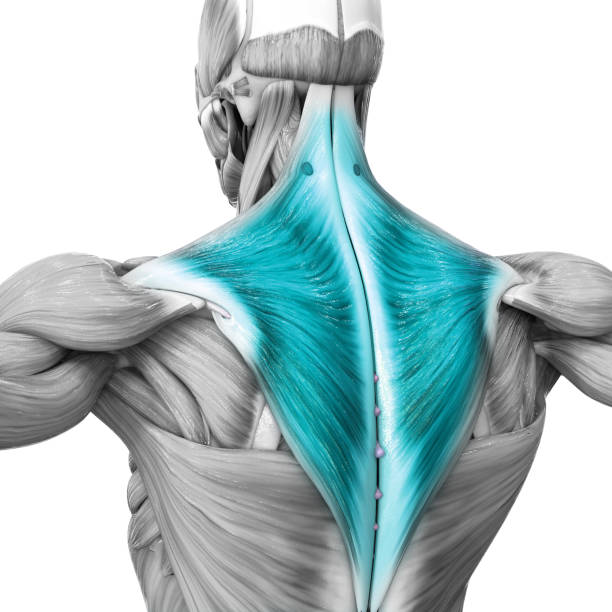 istock Human Muscular System Torso Muscles Trapezius Muscle Anatomy 1341363713