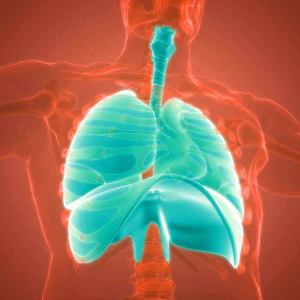 istock Human Respiratory System Lungs with Diaphragm Anatomy 1341363725