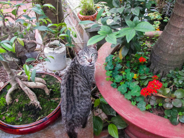 a grey cat is looking in camera in the garden