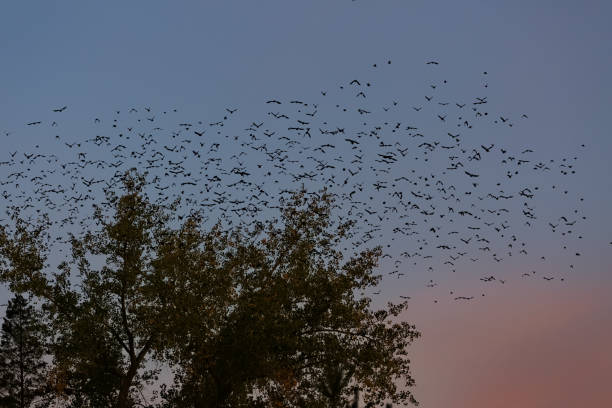 A plague of grackles is flying over and through a large elm tree