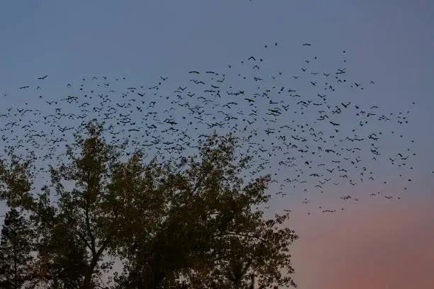 Photo of Plague of Grackles