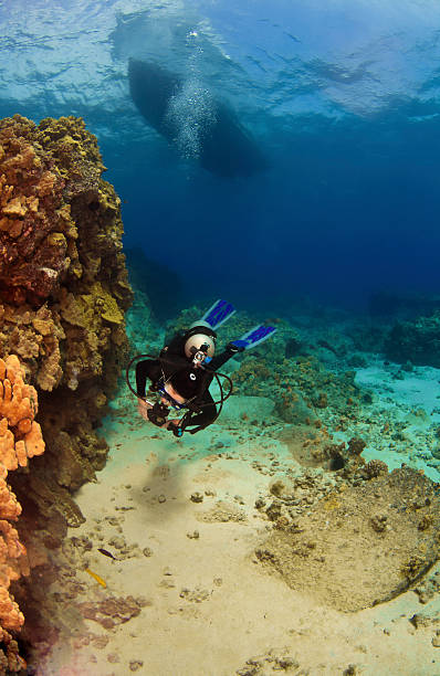 istock Diver exploring a reef in Kona Hawaii 134136524