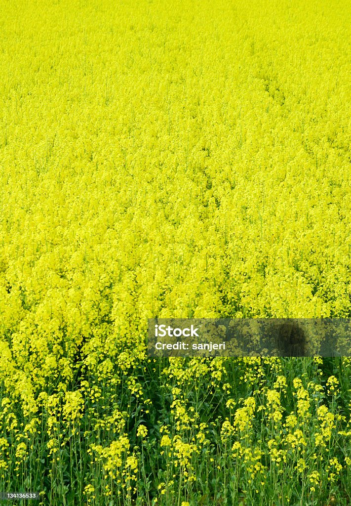 Campo de colza - Foto de stock de Agricultura libre de derechos