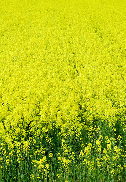 campo de colza - fossil fuel biology oilseed rape agriculture fotografías e imágenes de stock