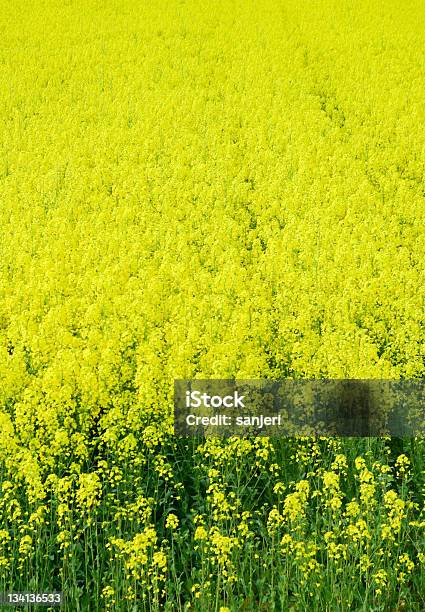 Campo De Colza - Fotografias de stock e mais imagens de Agricultura - Agricultura, Amarelo, Ao Ar Livre