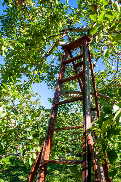 istock Apple-picking ladder, Auteuil, Laval, Quebec, Canada 1341366574