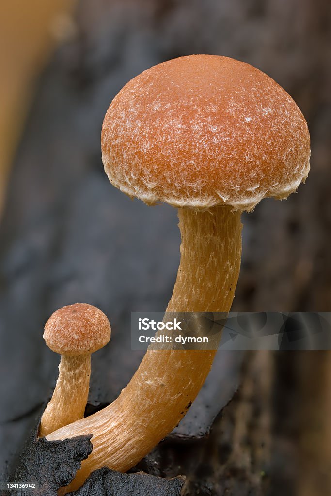 Молодые грибами - Стоковые фото Без людей роялти-фри