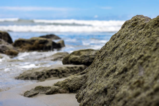 Huge stone with fully covered moss near the ocean close up edge view with selective focus