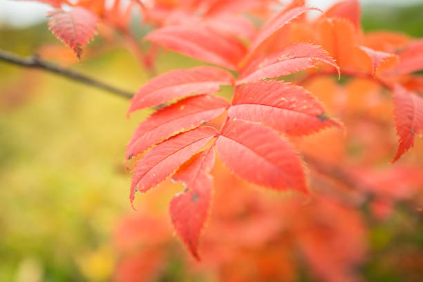 Red colored Japanese sumac leaves in autumn, Oct. 2020