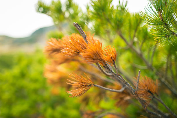 Dwarf Siberian pine at the mountain in autumn, Oct. 2020