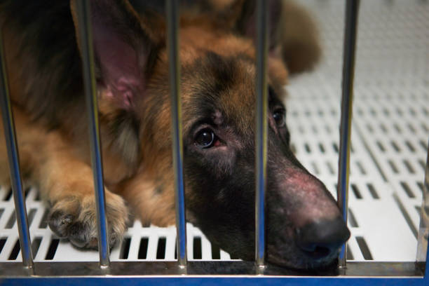 istock German Shepherd dog lying in cage looking up 1341372551