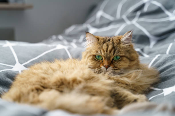 istock Cute Golden Tabby British Longhair Cat lie on grey bed 1341374992