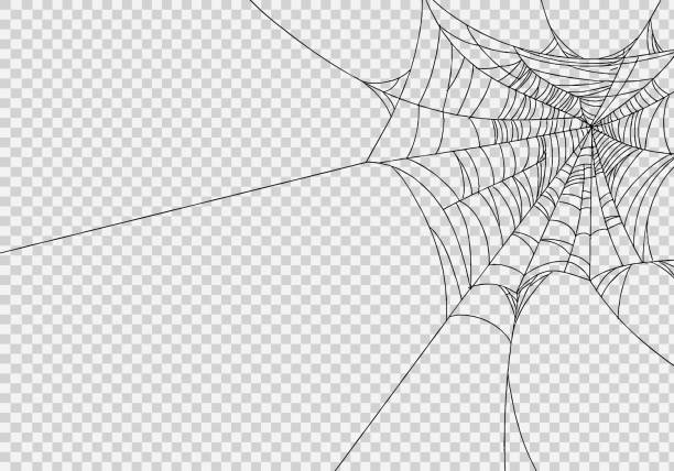 Spiderwebs isolate on jpg or transparent  background, happy halloween banner, template for poster, brochure, advertising, promotion,sale marketing vector illustration Spiderwebs isolate on jpg or transparent  background, happy halloween banner, template for poster, brochure, advertising, promotion,sale marketing vector illustration internet silhouettes stock illustrations