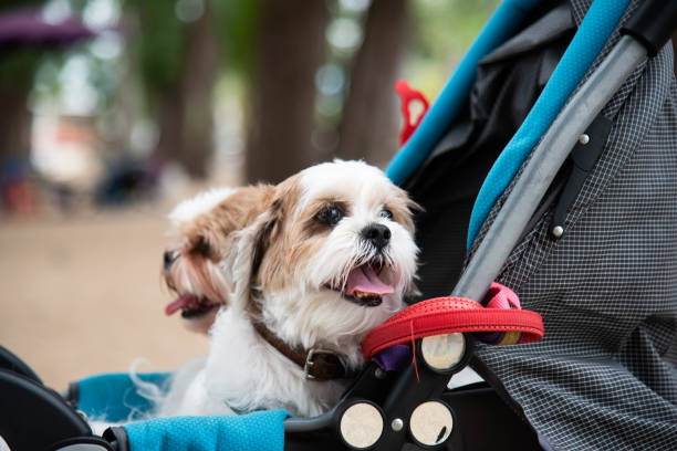 istock The dogs were put together in a child's stroller. 1341376292