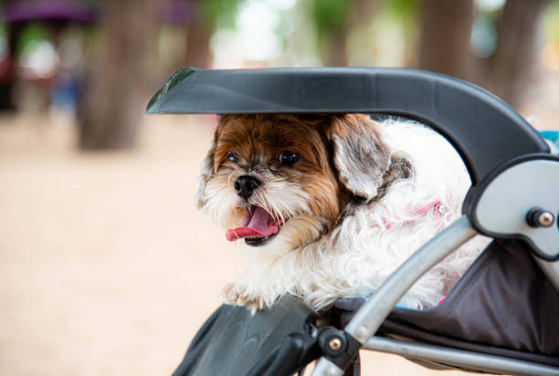 istock The dogs were put together in a child's stroller. 1341376293