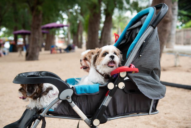 istock The dogs were put together in a child's stroller. 1341376295