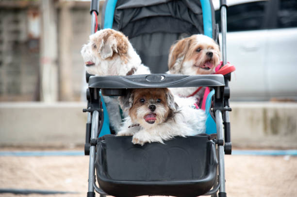 istock The dogs were put together in a child's stroller. 1341376298