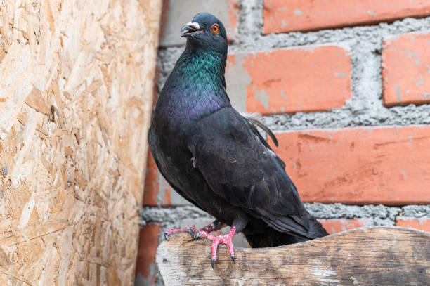istock Funny pigeon that looks like it's talking. 1341377204