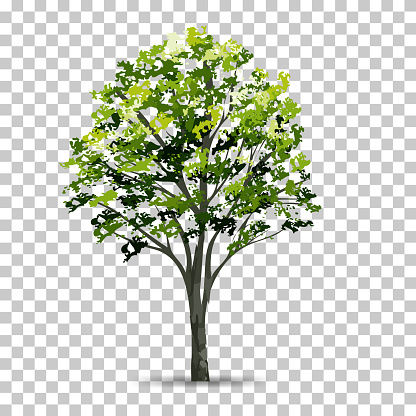 Tree isolated on transparent background with soft shadow. Use for landscape design. Park and outdoor object idea for natural article both on print and website. Vector illustration.